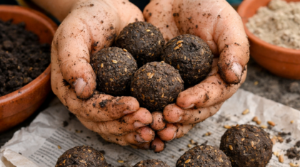 DIY Idee -Samenbomben mit Kindern machen. Eine nachhaltige Geschenkidee.