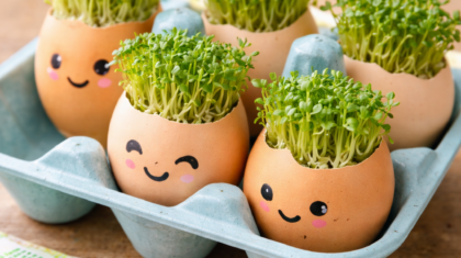 Kresse pflanzen in Eierschalen