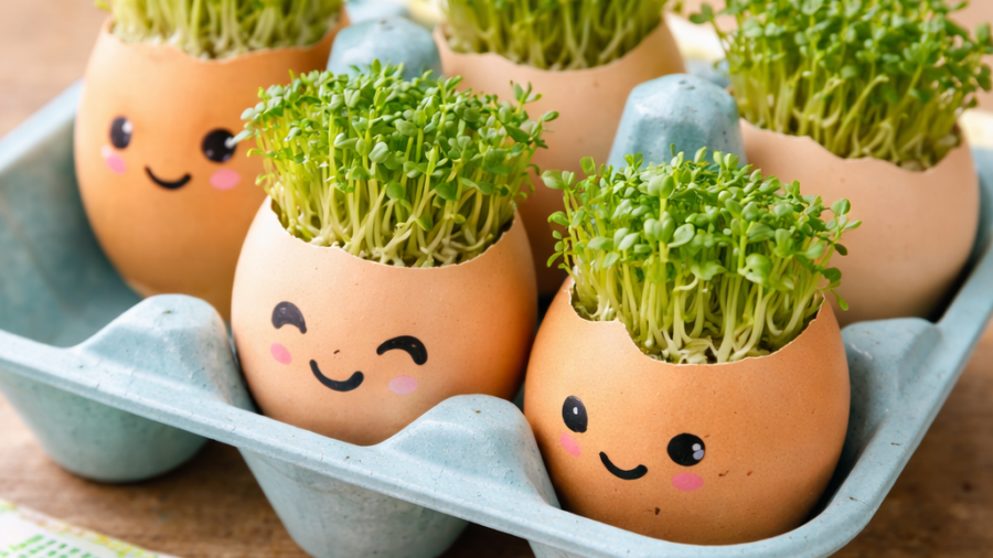 Kresse pflanzen in Eierschalen